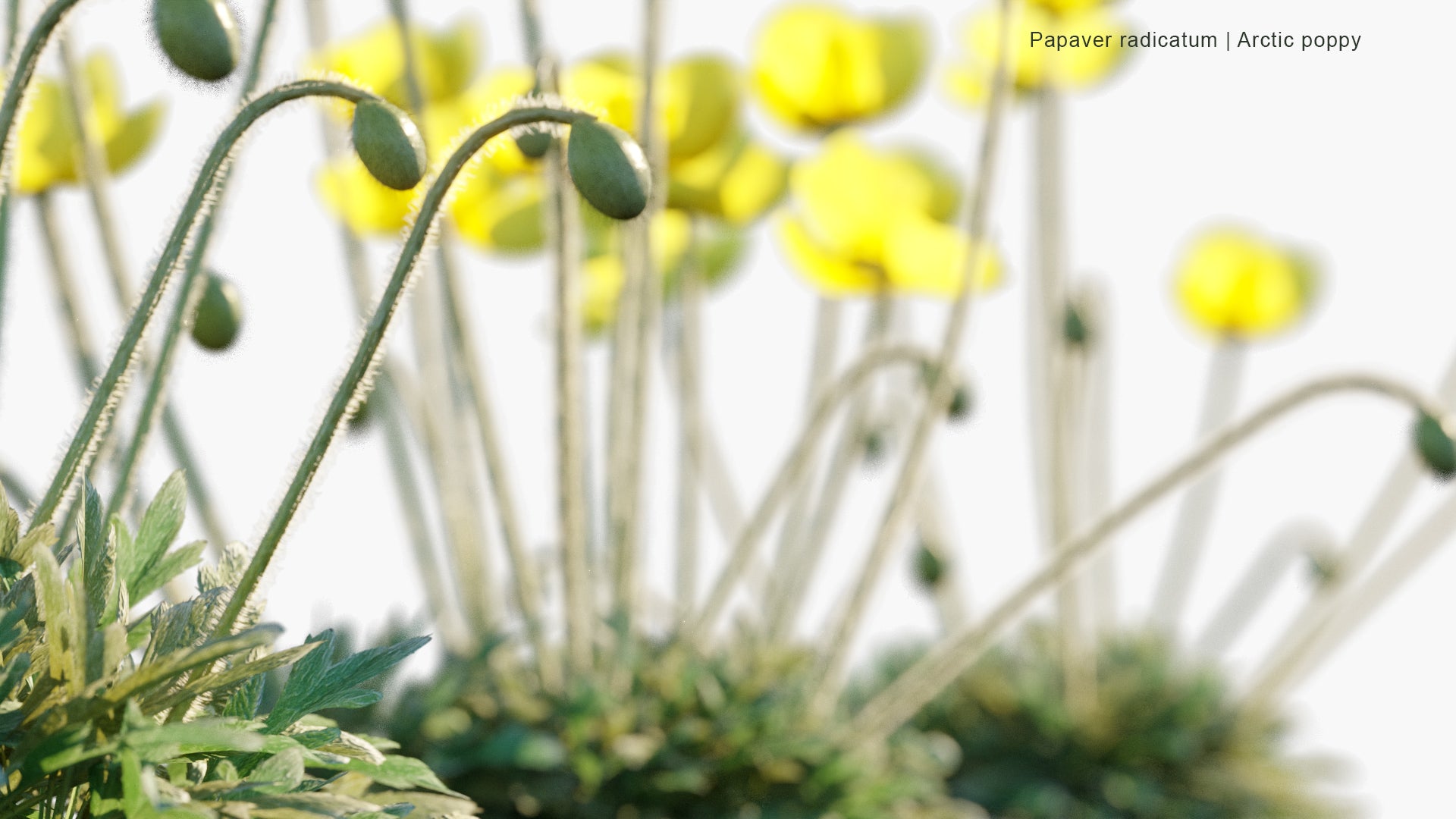 Papaver Radicatum - Arctic Poppy, Rooted Poppy, Yellow Poppy (3D Model)