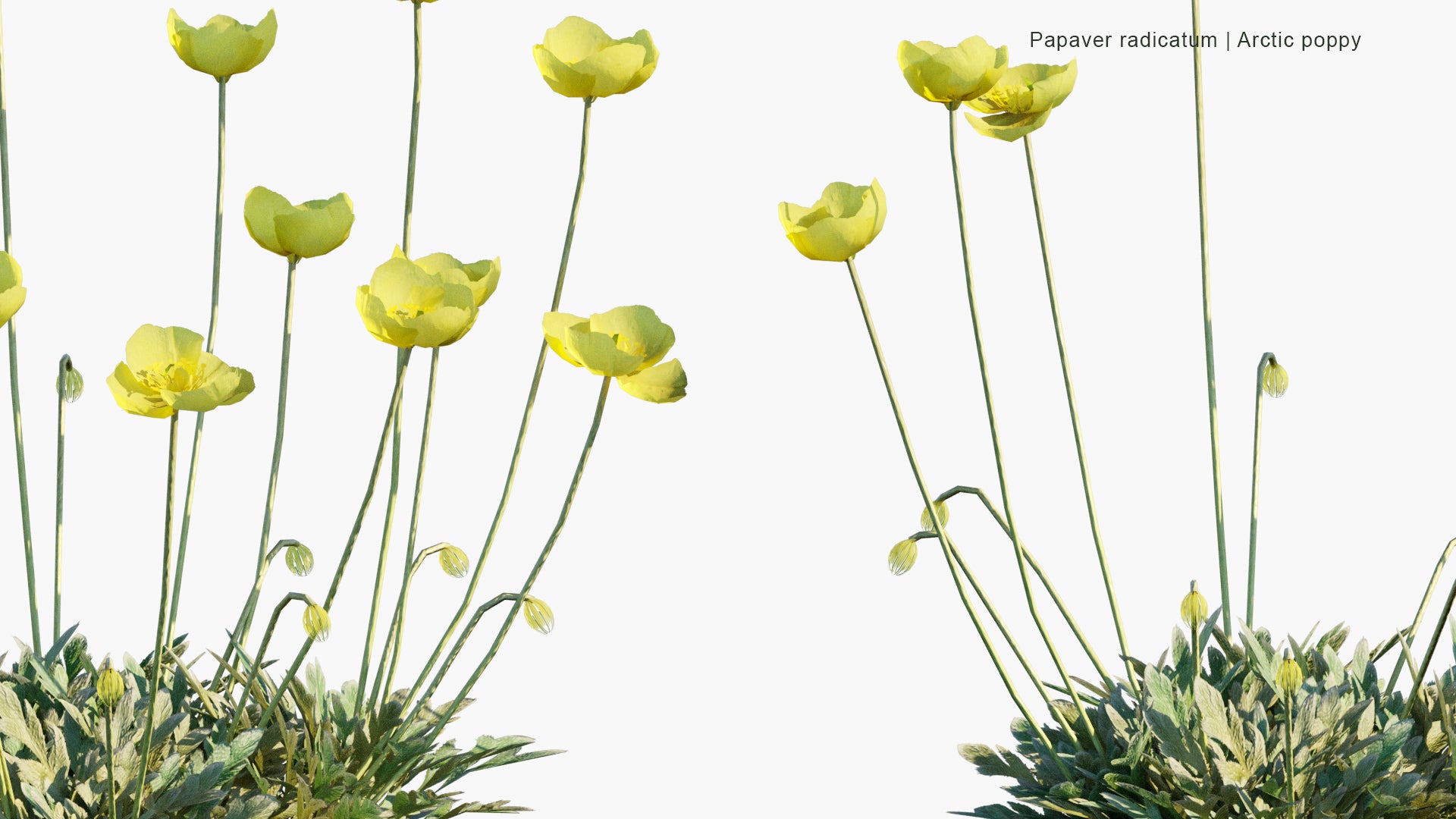 Low Poly Papaver Radicatum - Arctic Poppy, Rooted Poppy, Yellow Poppy (3D Model)