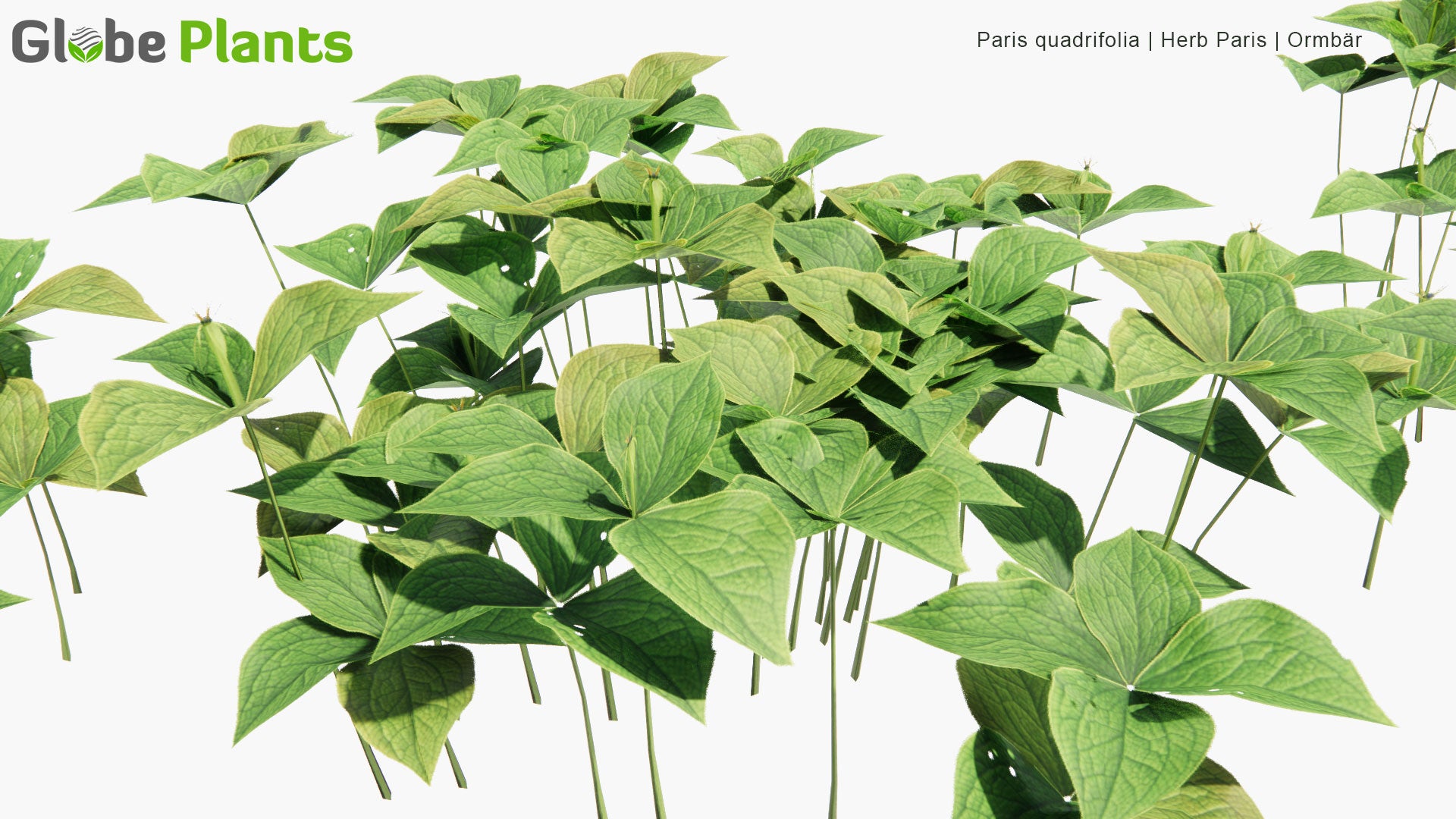 Low Poly Paris Quadrifolia - Herb Paris, Ormbär (3D Model)