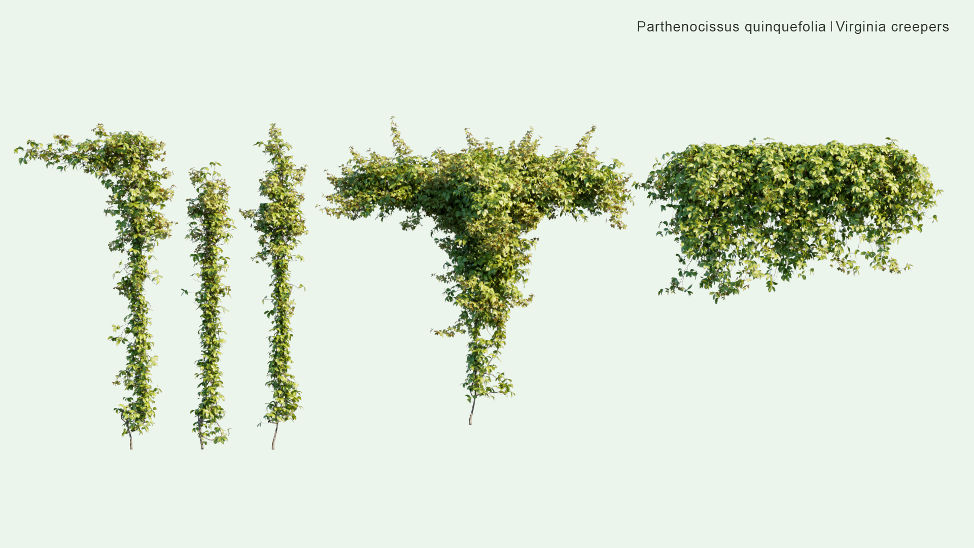 2D Parthenocissus Quinquefolia - Virginia Creepers