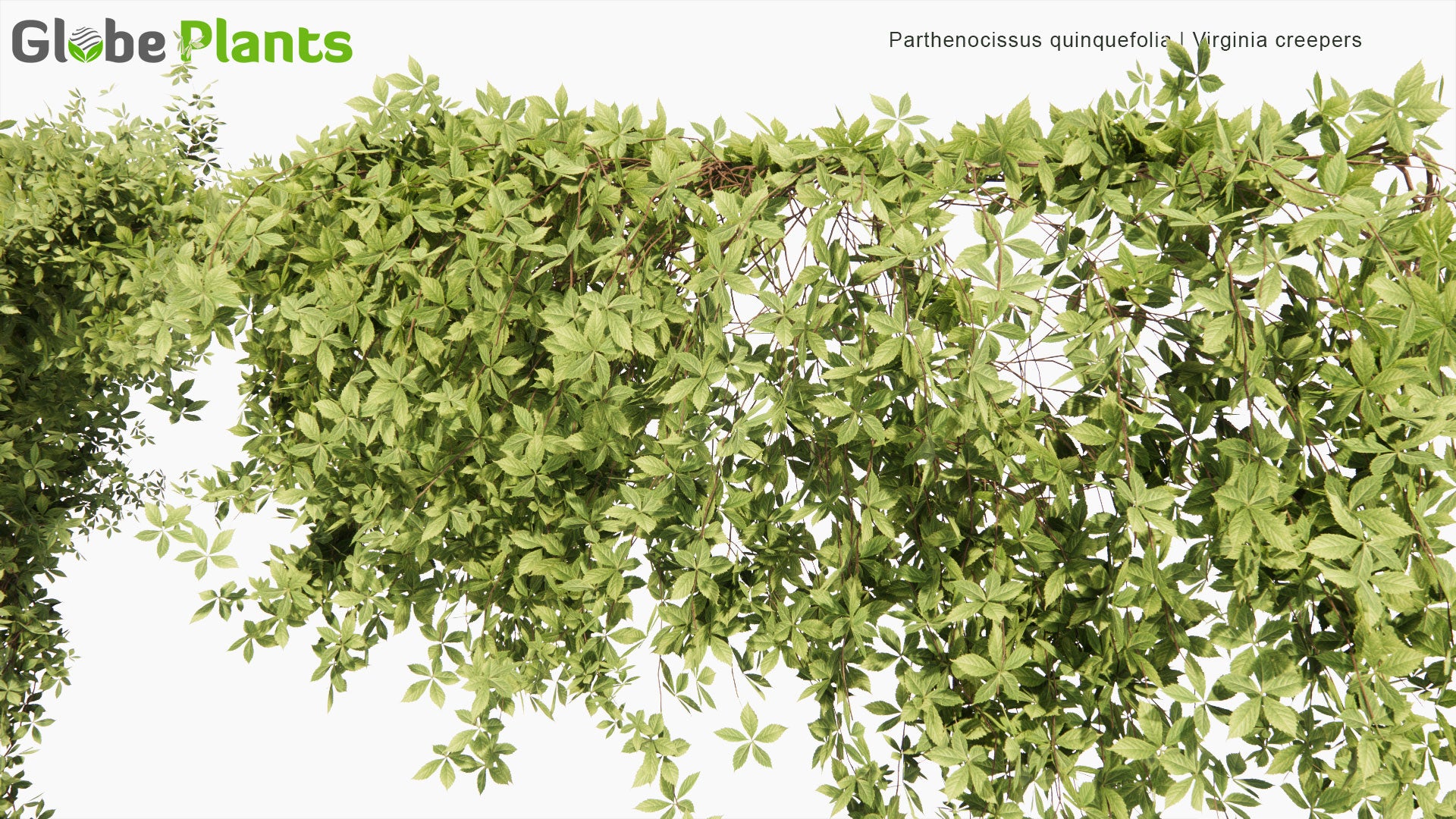 Low Poly Parthenocissus Quinquefolia - Virginia Creepers (3D Model)