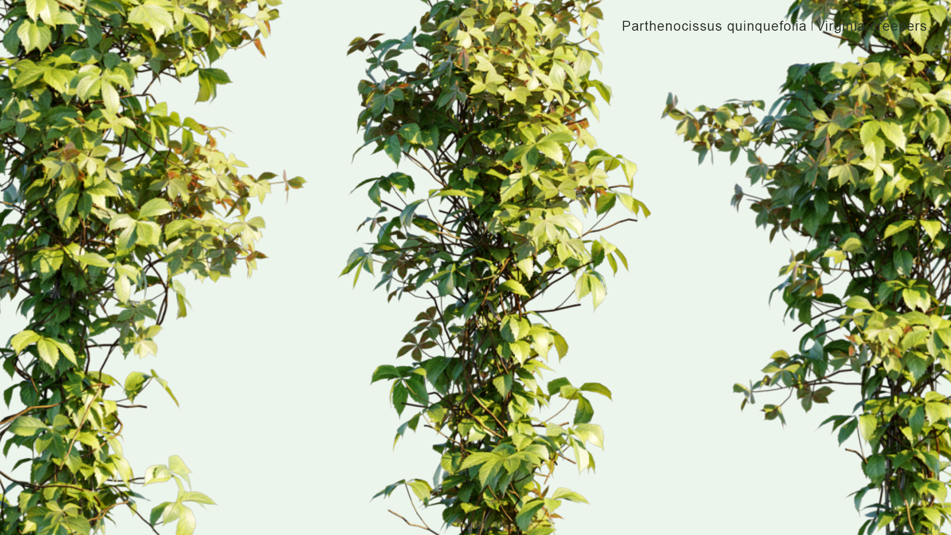 2D Parthenocissus Quinquefolia - Virginia Creepers