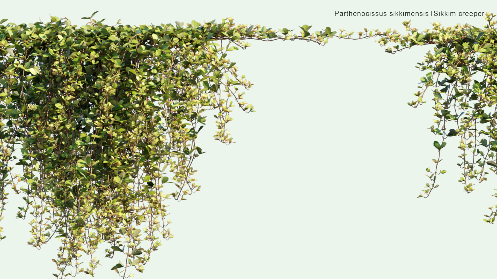 2D Parthenocissus Sikkimensis - Sikkim Creeper