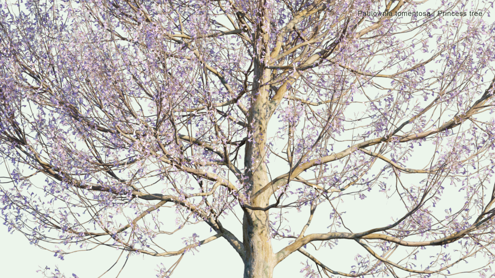 2D Paulownia Tomentosa - Princess Tree, Empress Tree, Foxglove-tree