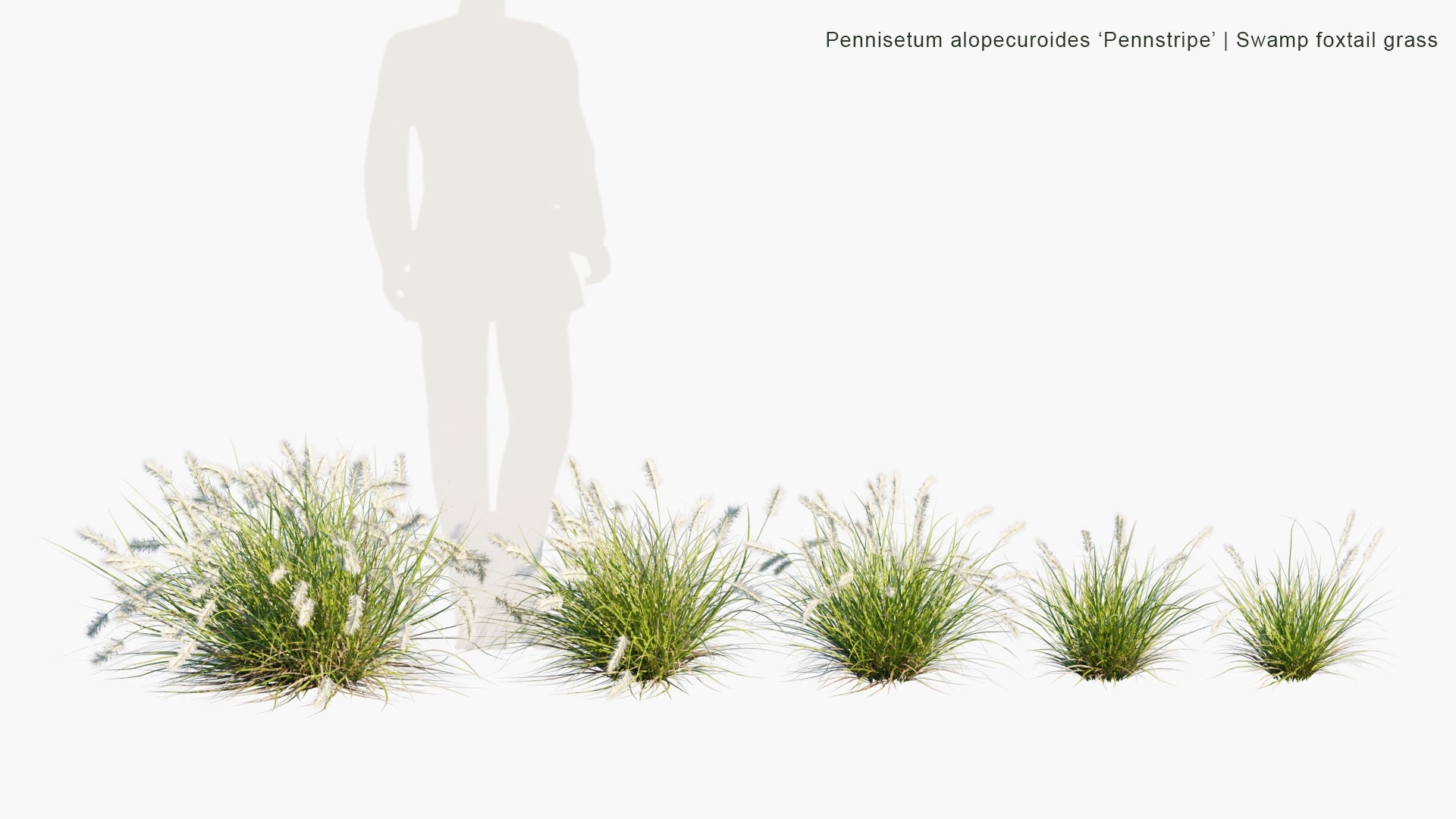 Low Poly Pennisetum Alopecuroides 'Pennstripe' - Swamp Foxtail Grass (3D Model)