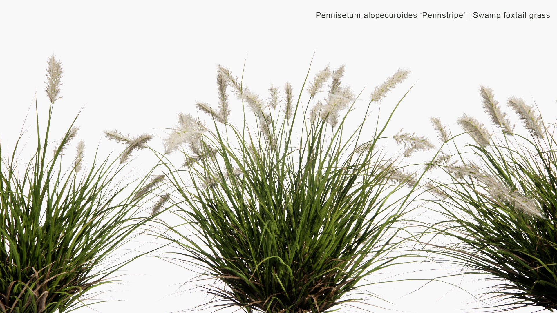 Low Poly Pennisetum Alopecuroides 'Pennstripe' - Swamp Foxtail Grass (3D Model)