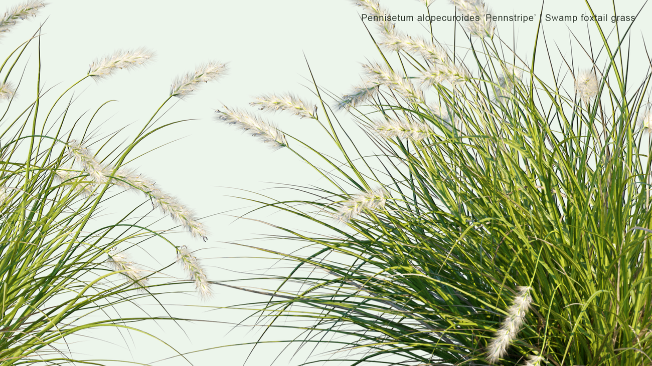 2D | Pennisetum Alopecuroides 'Pennstripe' - Swamp Foxtail Grass