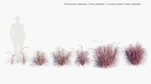 Pennisetum Setaceum ‘Cherry Sparkler’ 