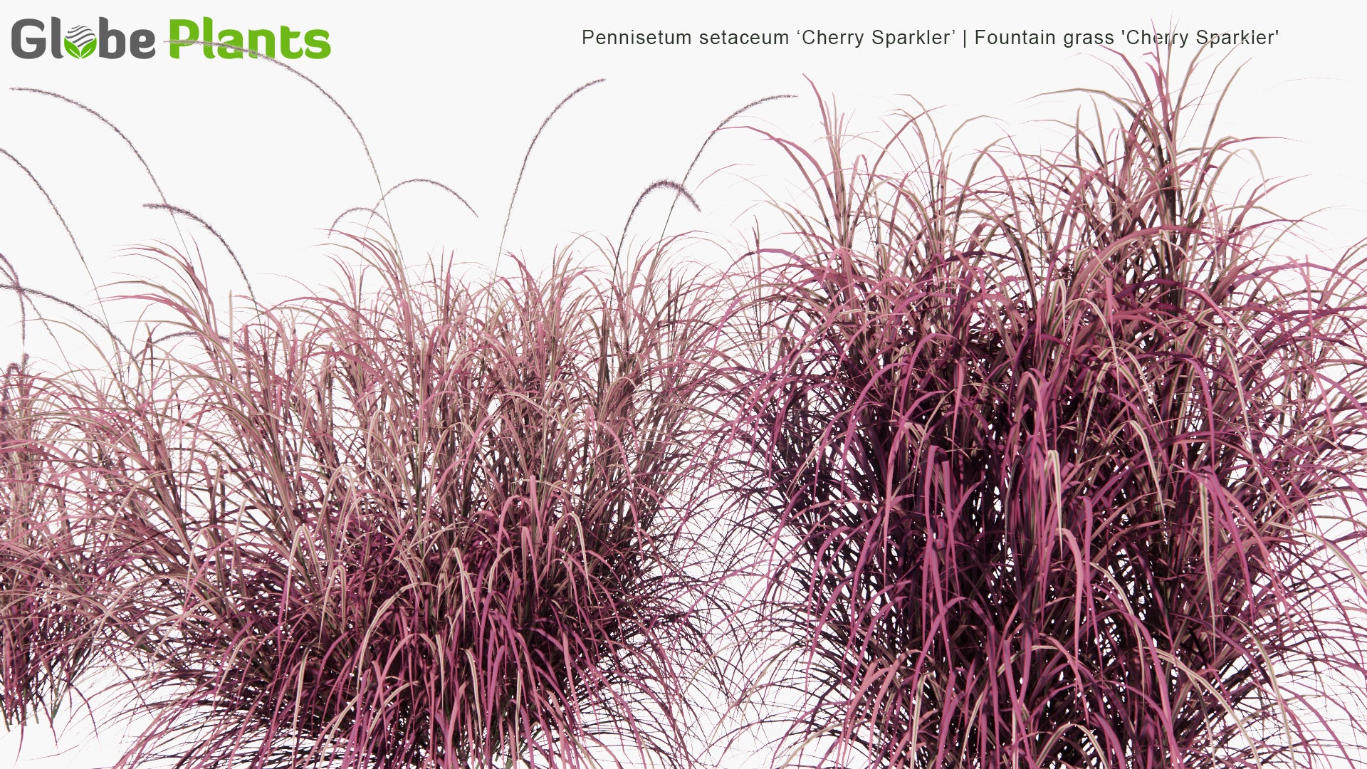 Low Poly Pennisetum Setaceum ‘Cherry Sparkler’ - Fountain Grass 'Cherry Sparkler' (3D Model)