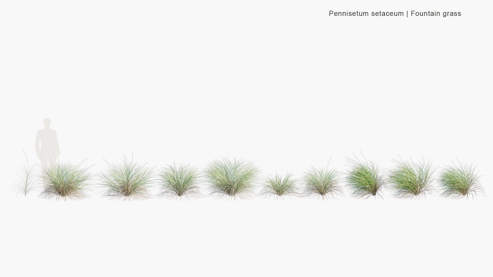 Low Poly Pennisetum Setaceum - Fountain Grass (3D Model)