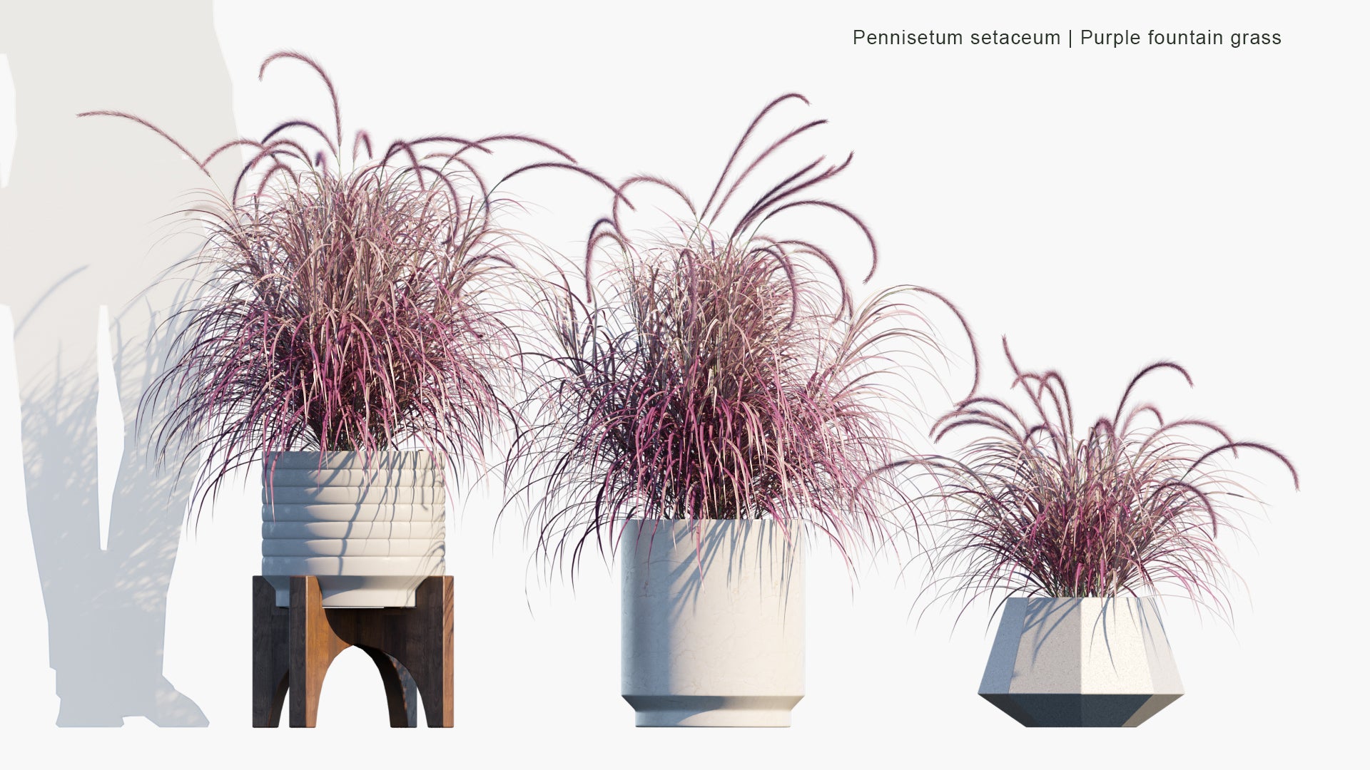 Pennisetum Setaceum - Purple Fountain Grass (3D Model)