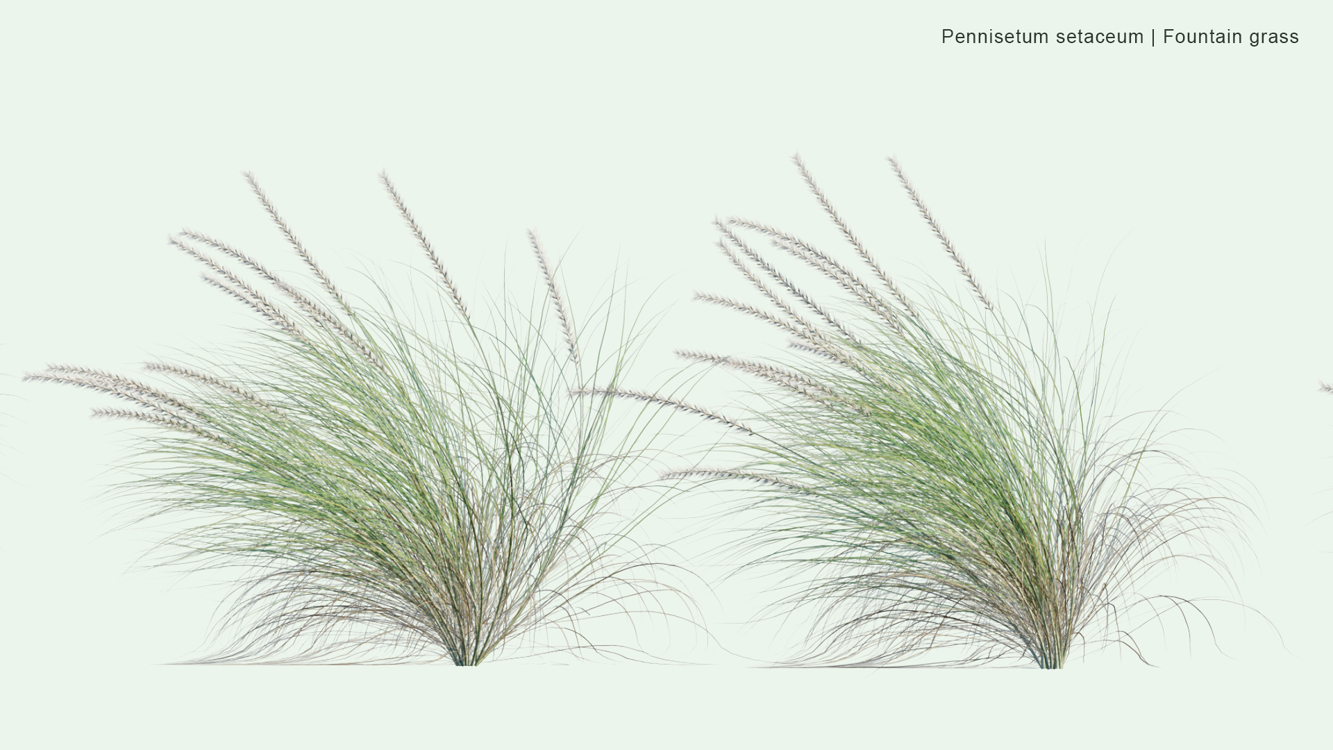 2D Pennisetum Setaceum - Fountain Grass