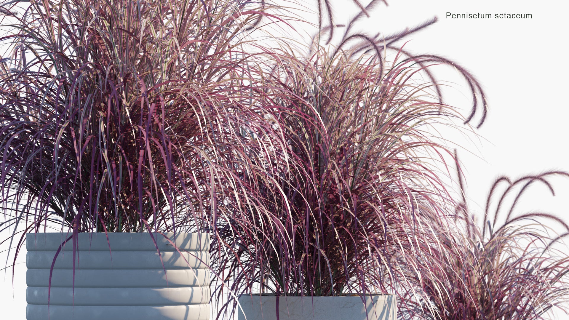 Low Poly Pennisetum Setaceum - Purple Fountain Grass (3D Model)