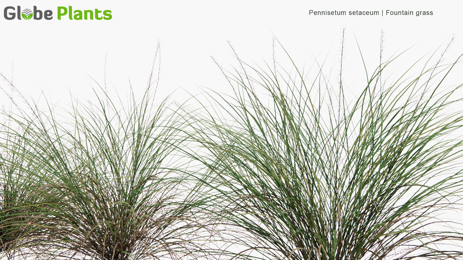 Low Poly | Pennisetum Setaceum (Fountain Grass) 3D Model - GlobePlants