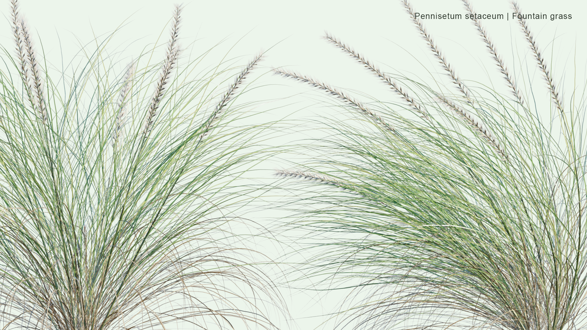 2D Pennisetum Setaceum - Fountain Grass