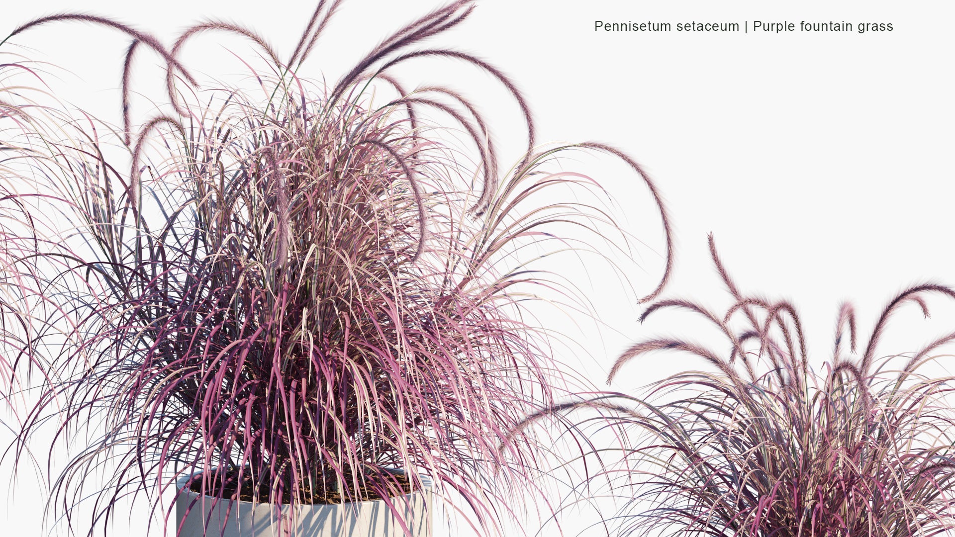 Pennisetum Setaceum - Purple Fountain Grass (3D Model)
