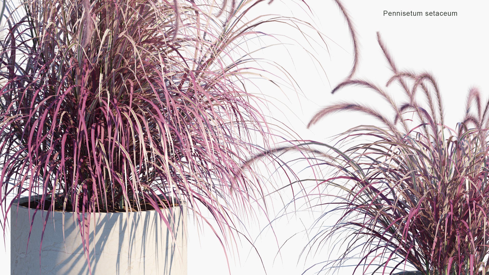 Low Poly Pennisetum Setaceum - Purple Fountain Grass (3D Model)