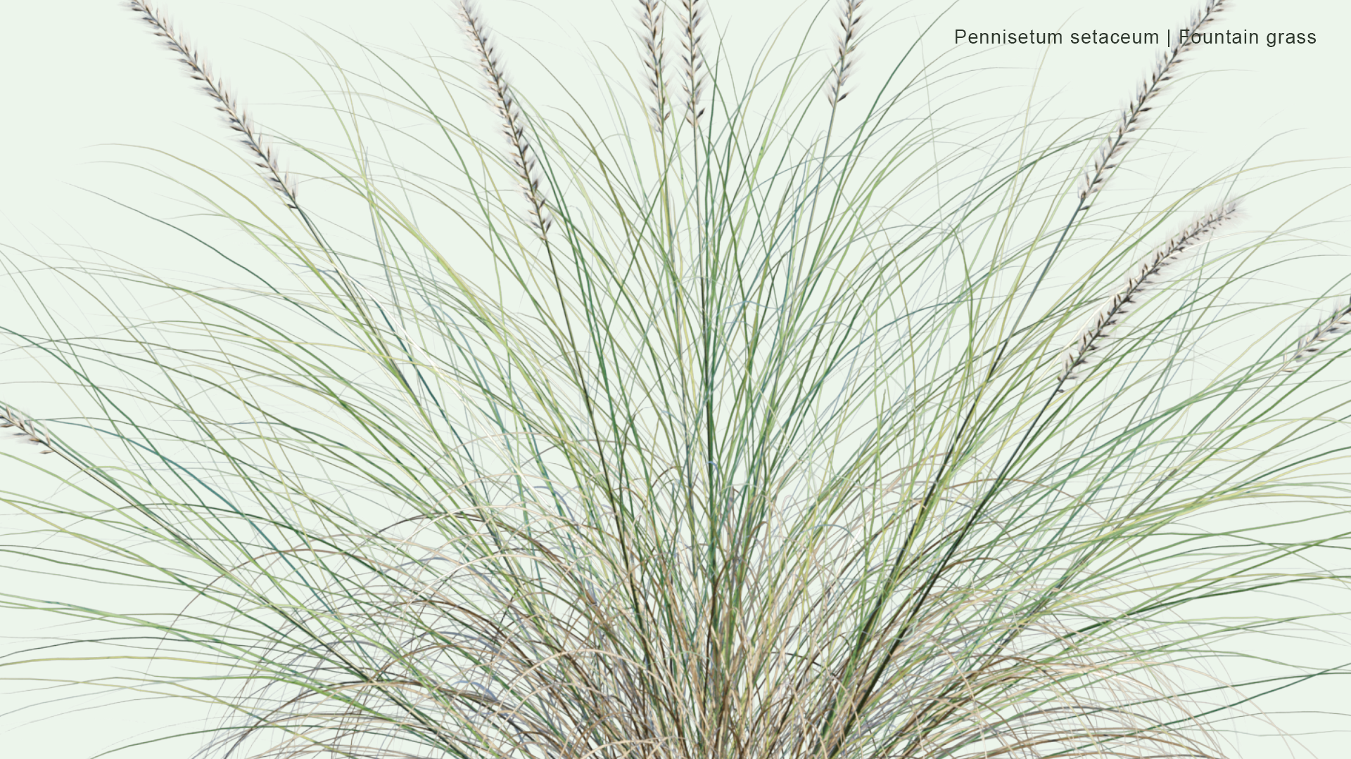 2D Pennisetum Setaceum - Fountain Grass