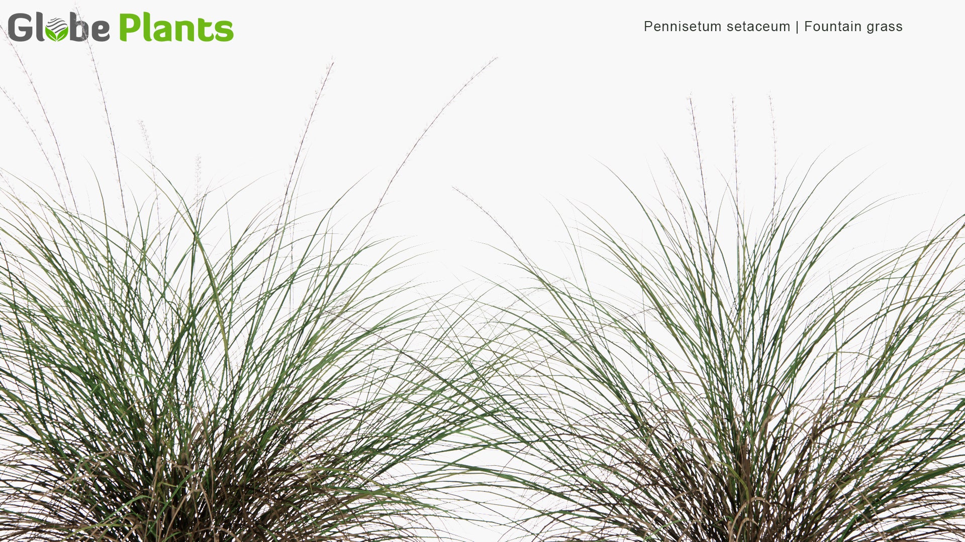 Low Poly Pennisetum Setaceum - Fountain Grass (3D Model)