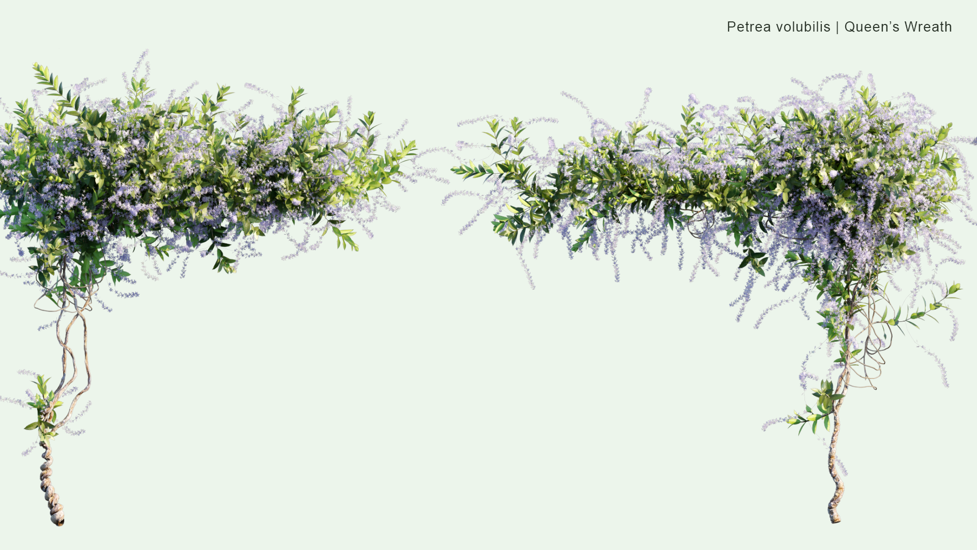 2D Petrea Volubilis - Queen's Wreath