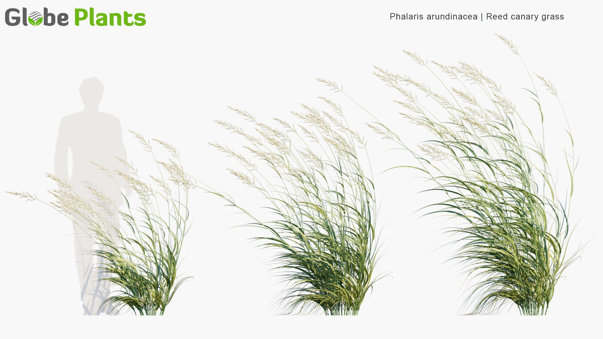Low Poly Phalaris Arundinacea - Reed Canary Grass, Gardener's-Garters, Alpiste Roseau, Rohrglanzgras, Kusa-Yoshi, Caniço-Malhado, Hierba Cinta, Pasto Cinto (3D Model)