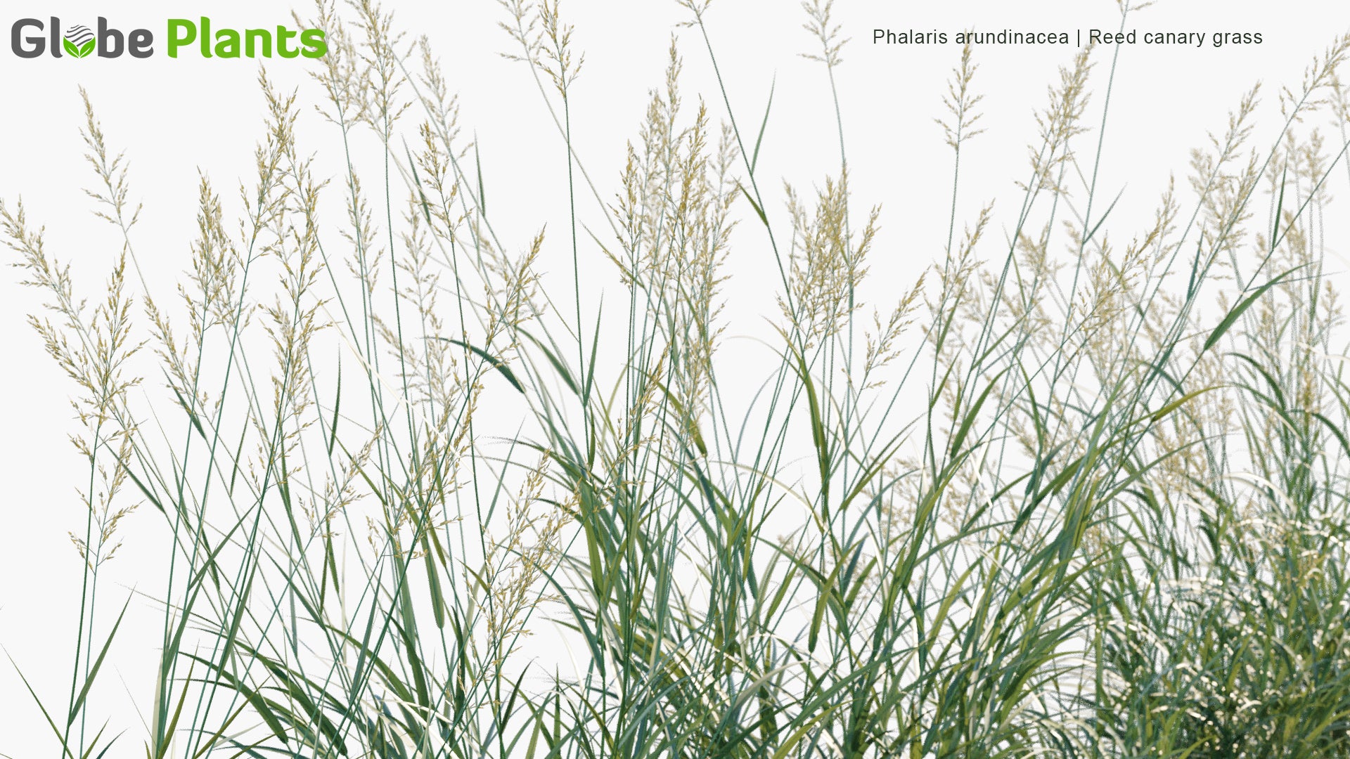 Low Poly Phalaris Arundinacea - Reed Canary Grass, Gardener's-Garters, Alpiste Roseau, Rohrglanzgras, Kusa-Yoshi, Caniço-Malhado, Hierba Cinta, Pasto Cinto (3D Model)