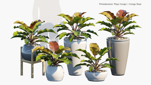 Philodendron 'Rojo Congo' 