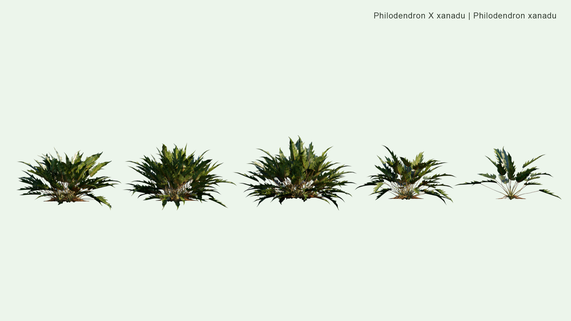2D Philodendron x Xanadu - Philodendron Xanadu