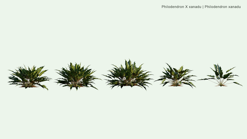 Philodendron x Xanadu 