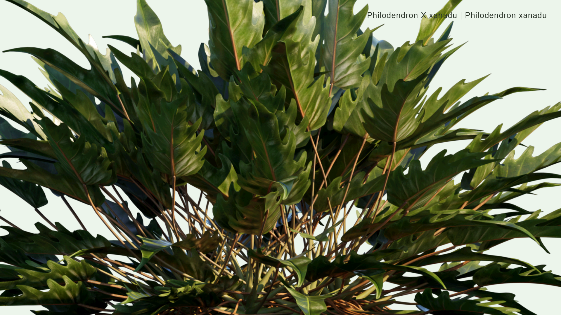 2D Philodendron x Xanadu - Philodendron Xanadu