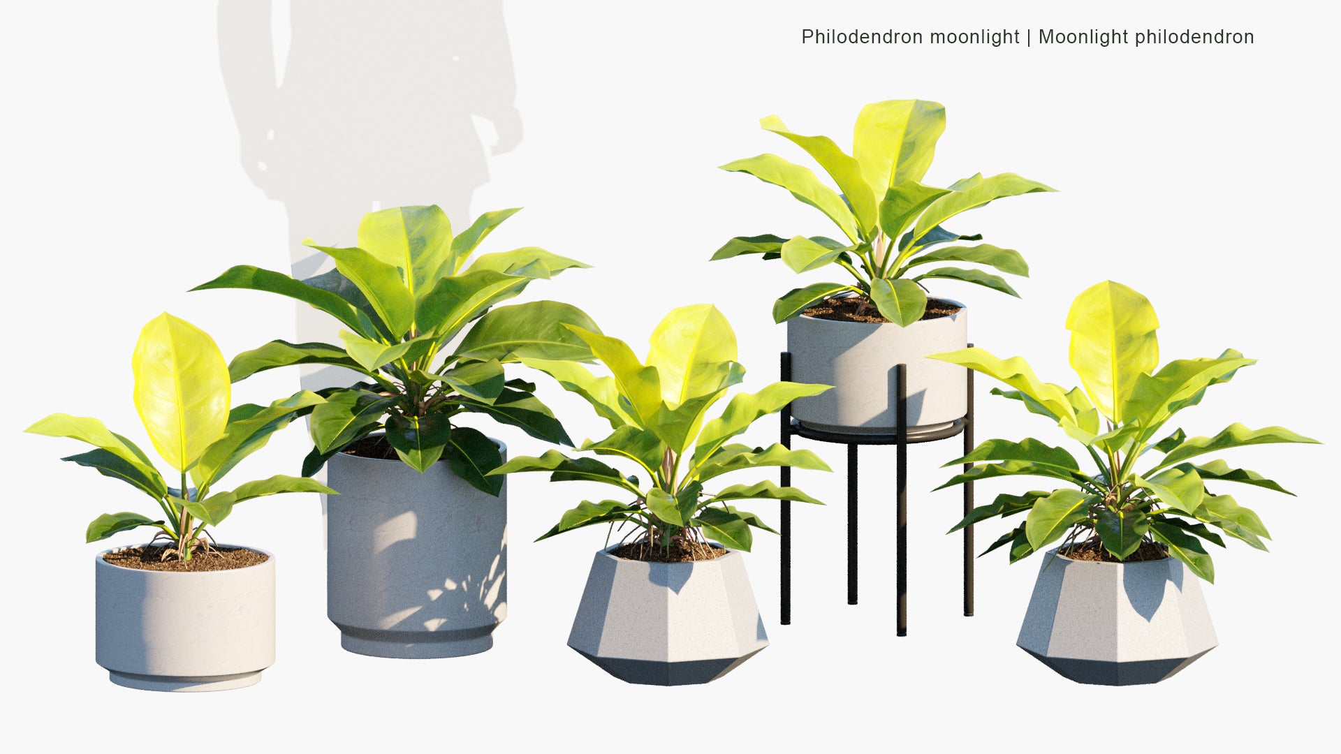 Low Poly Philodendron Moonlight - Moonlight Philodendron (3D Model)