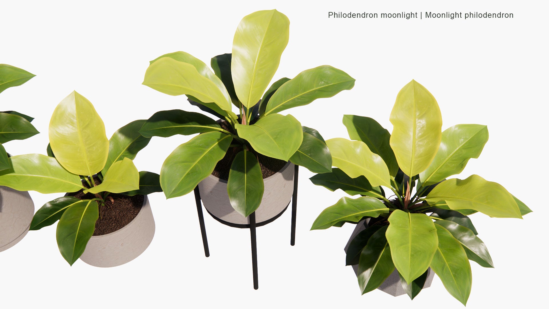 Low Poly Philodendron Moonlight - Moonlight Philodendron (3D Model)