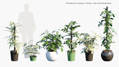 Philodendron Pedatum 'Florida'