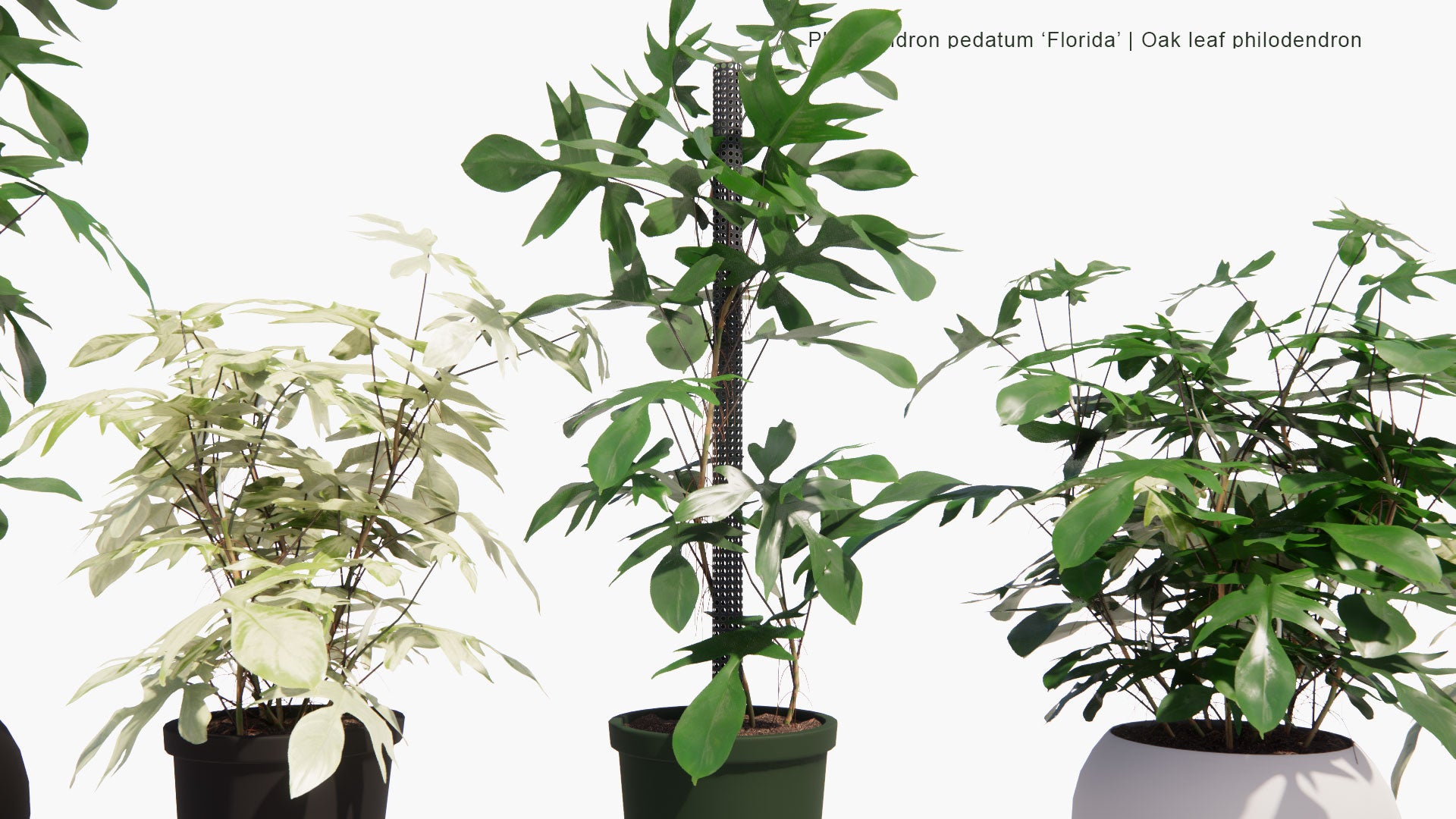 Low Poly Philodendron Pedatum 'Florida' - Oak Leaf Philodendron (3D Model)