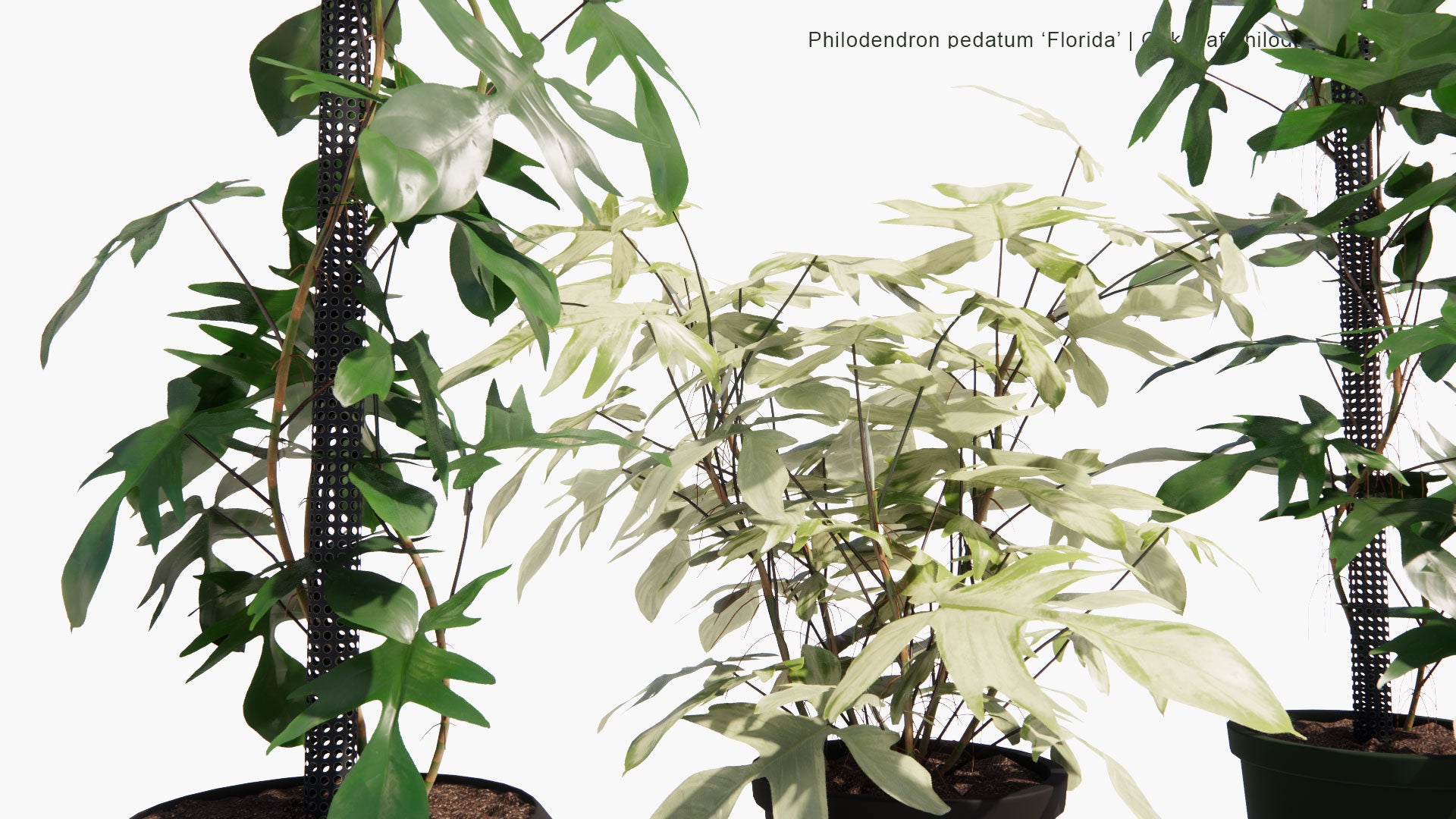 Low Poly Philodendron Pedatum 'Florida' - Oak Leaf Philodendron (3D Model)