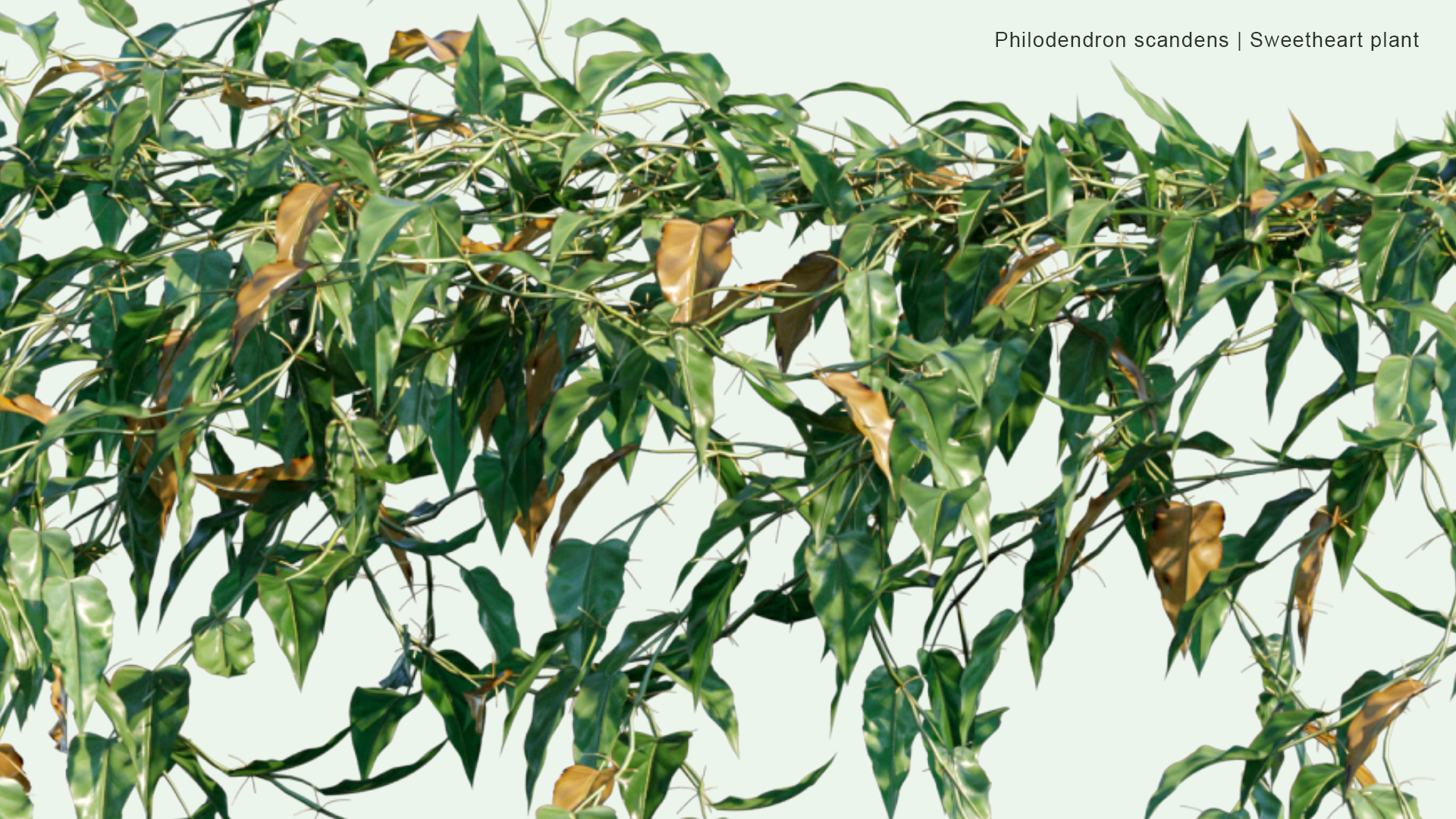 2D Philodendron Scandens - Sweetheart