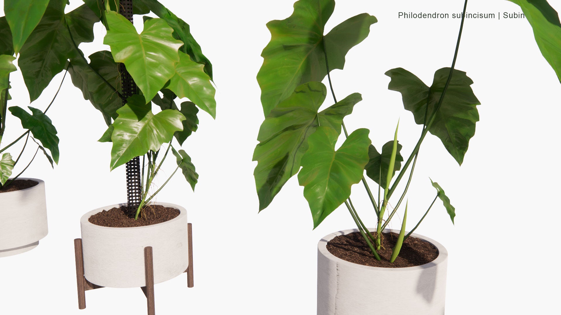 Low Poly Philodendron Subincisum - Subin (3D Model)