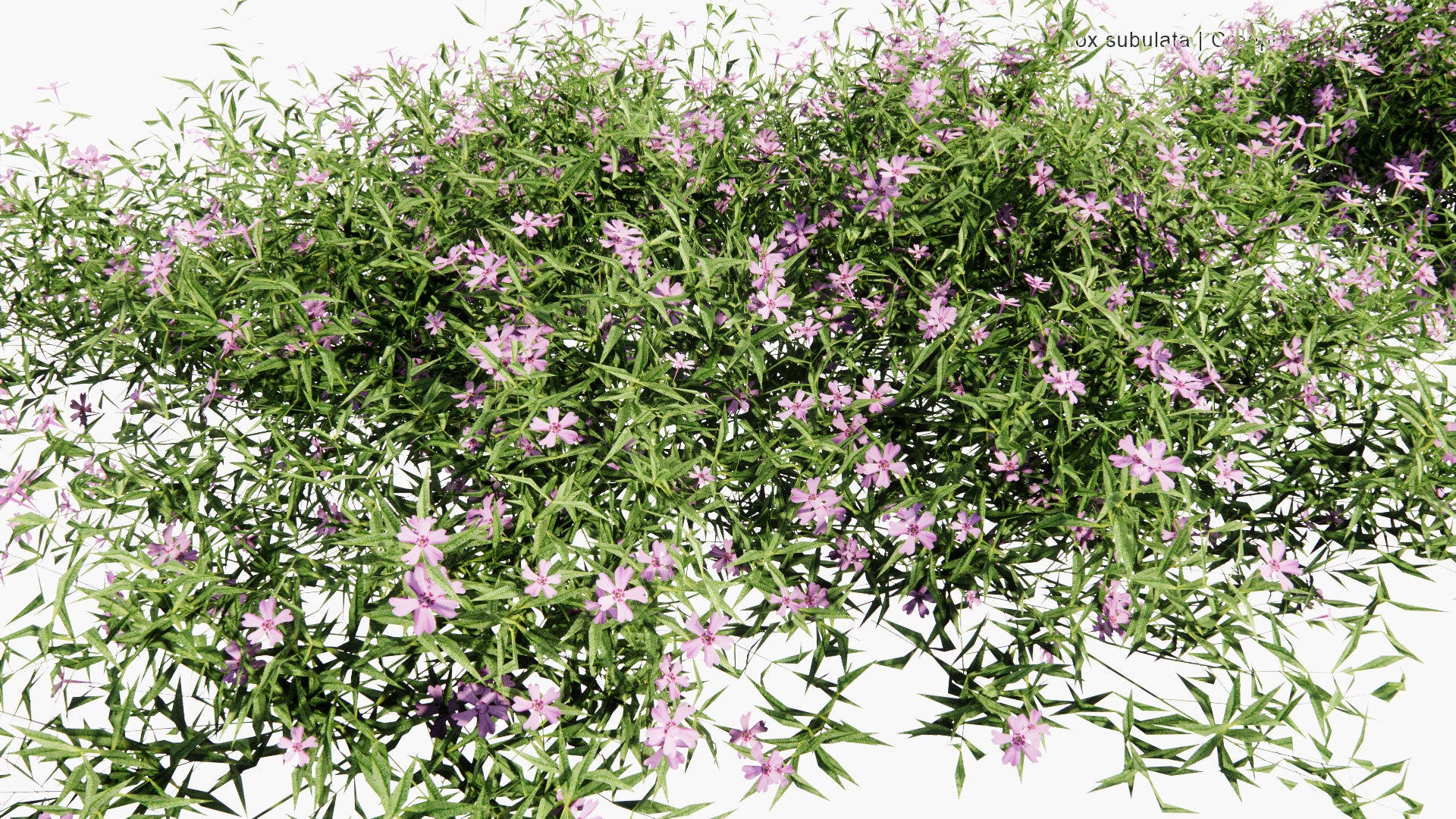 Low Poly Phlox Subulata - Creeping Phlox, Moss Phlox, Moss Pink, Mountain Phlox (3D Model)