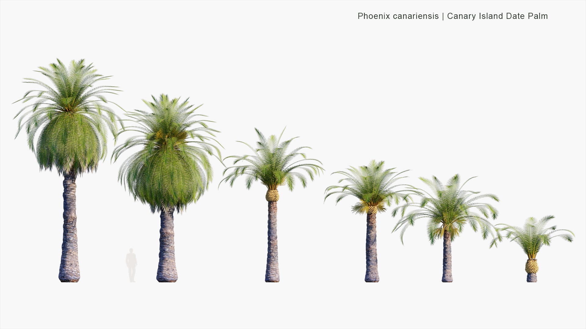 Low Poly Phoenix Canariensis - Canary Island Date Palm, Pineapple Palm (3D Model)