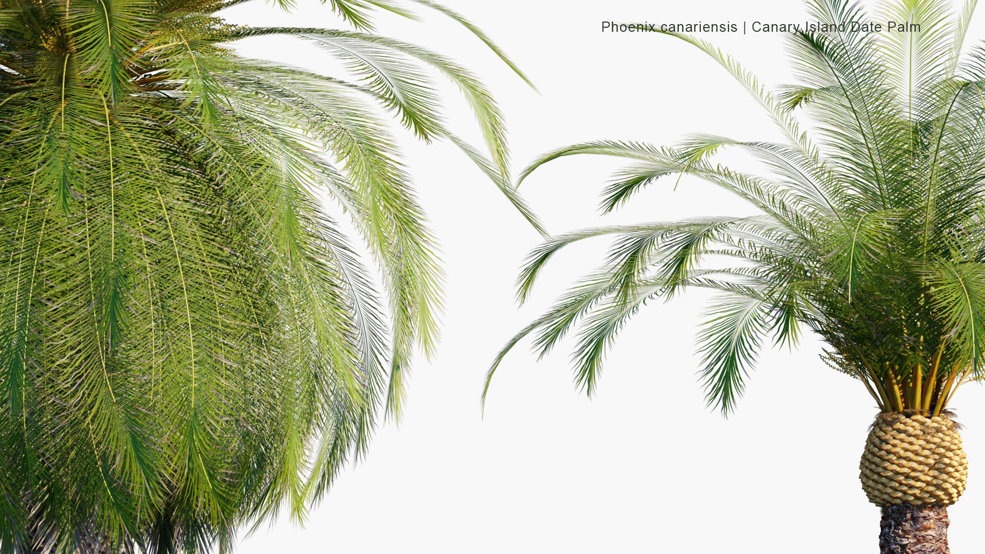 Low Poly Phoenix Canariensis - Canary Island Date Palm, Pineapple Palm (3D Model)