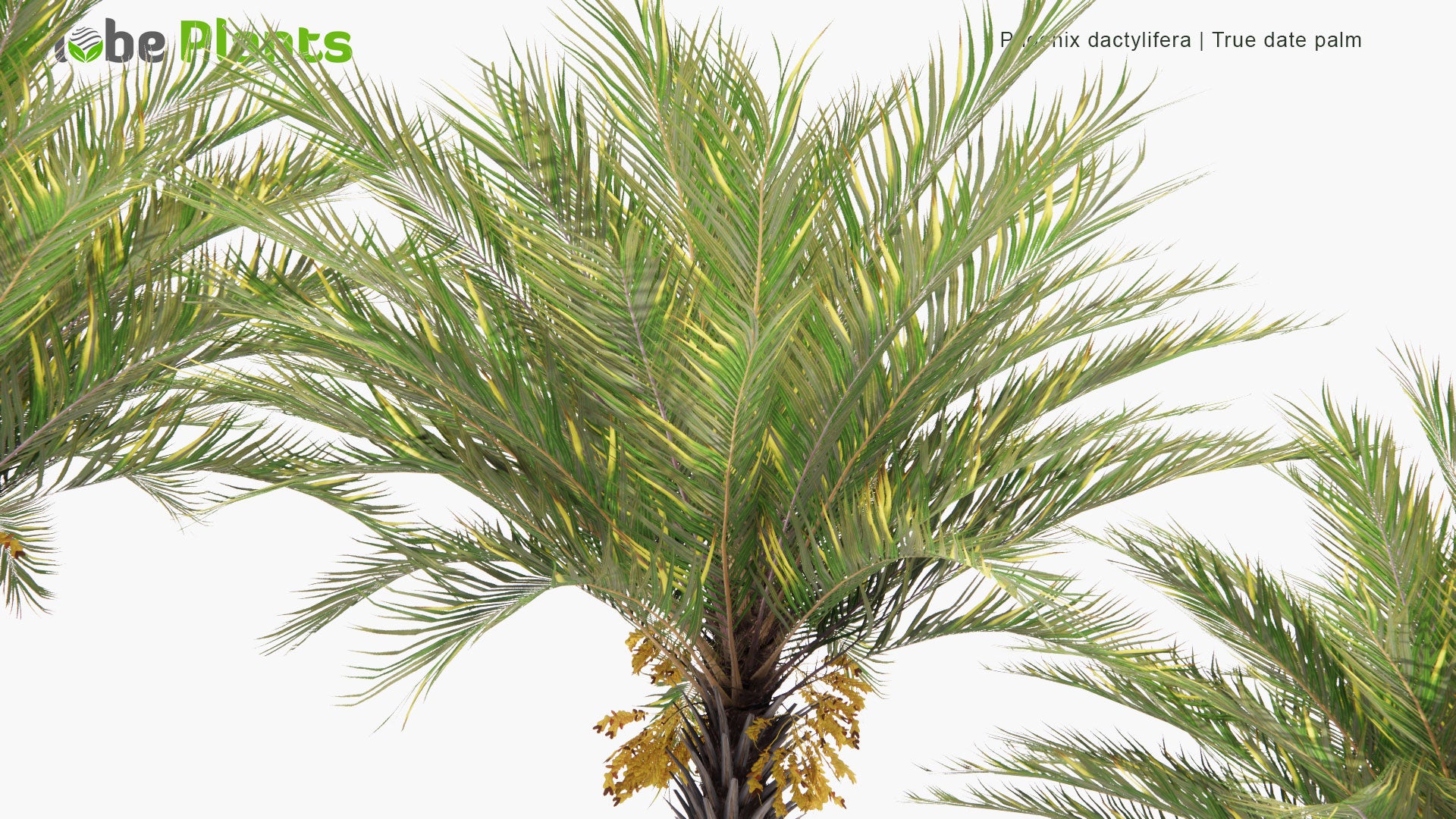 Low Poly Phoenix Dactylifera - True Date Palm (3D Model)