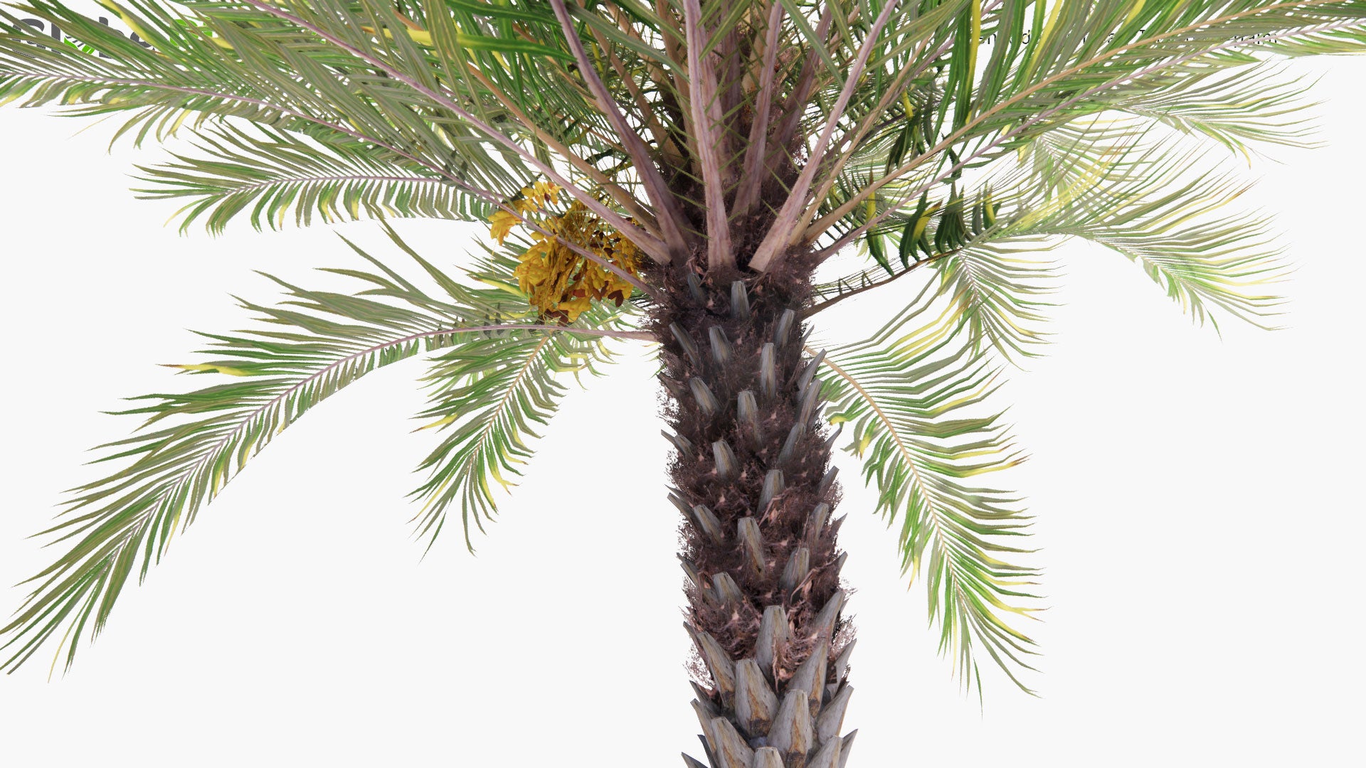 Low Poly Phoenix Dactylifera - True Date Palm (3D Model)
