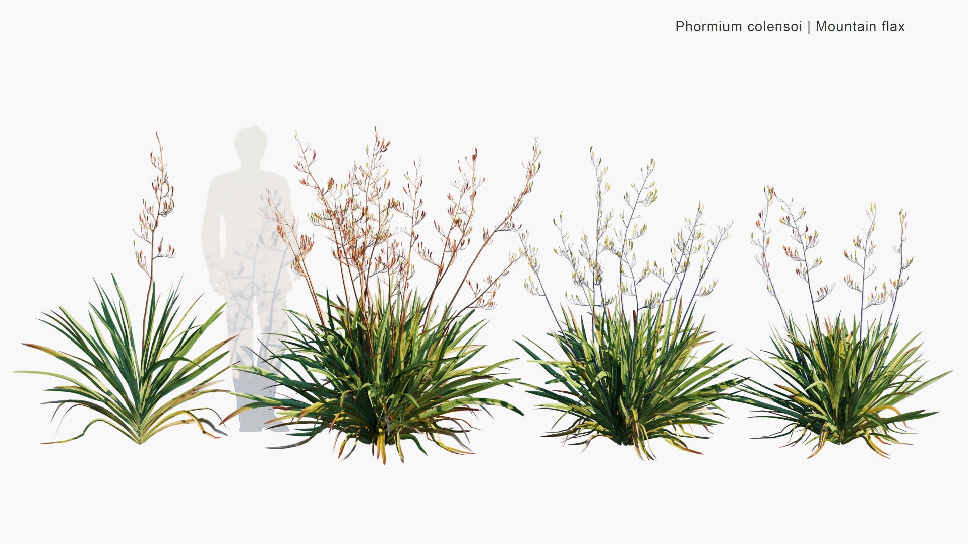 Low Poly Phormium Colensoi - Mountain Flax, Wharariki (3D Model)