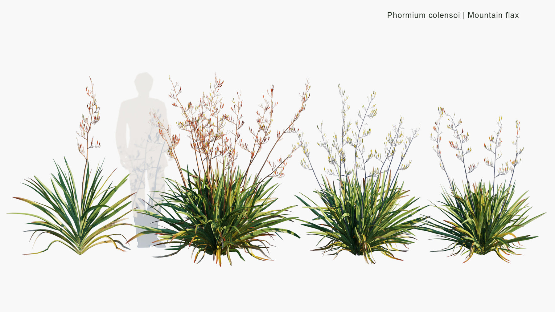 Low Poly | Phormium Colensoi (Mountain Flax, Wharariki) 3D Model ...