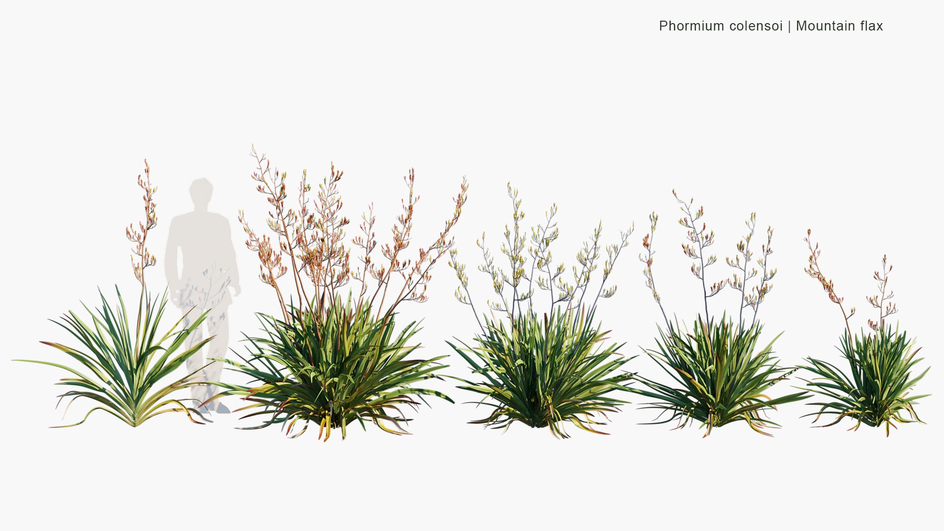 Phormium Colensoi - Mountain Flax, Wharariki (3D Model)