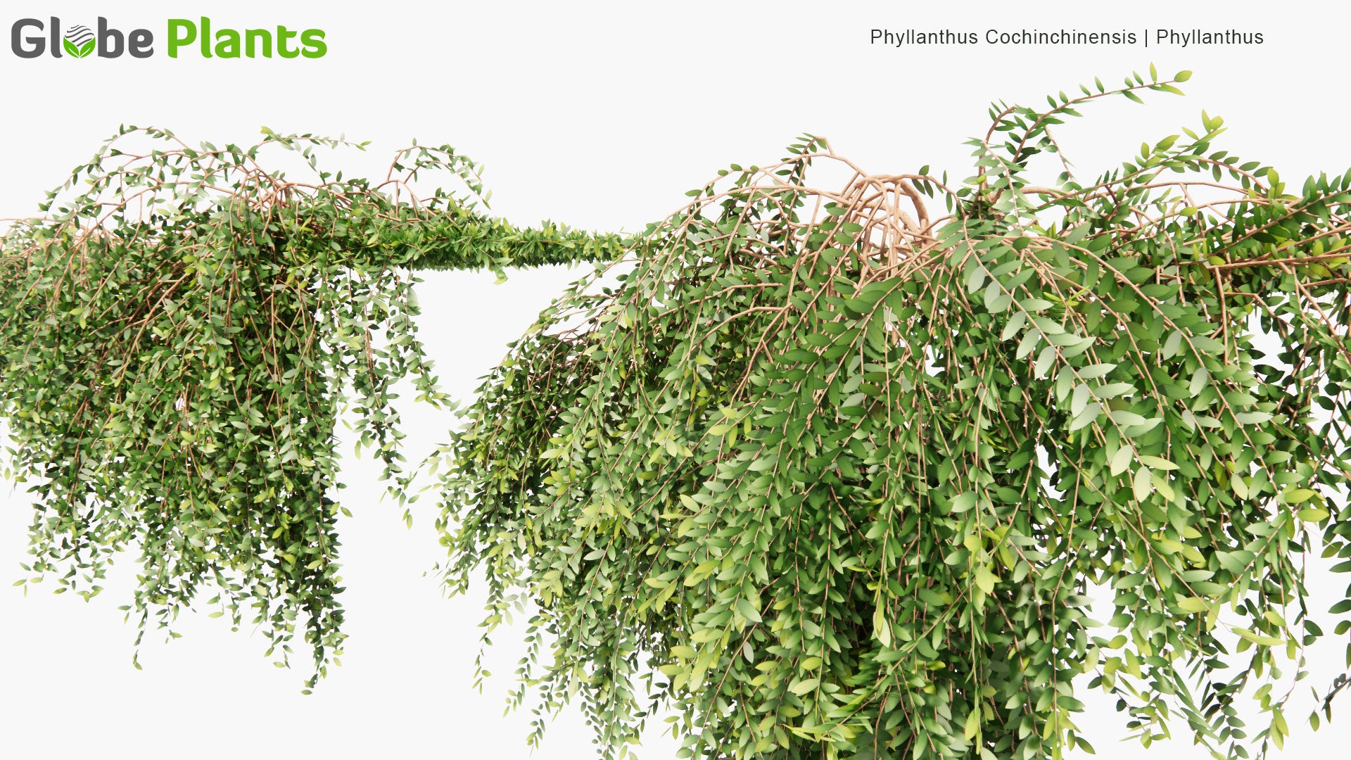 Low Poly Phyllanthus Cochinchinensis - Phyllanthus (3D Model)