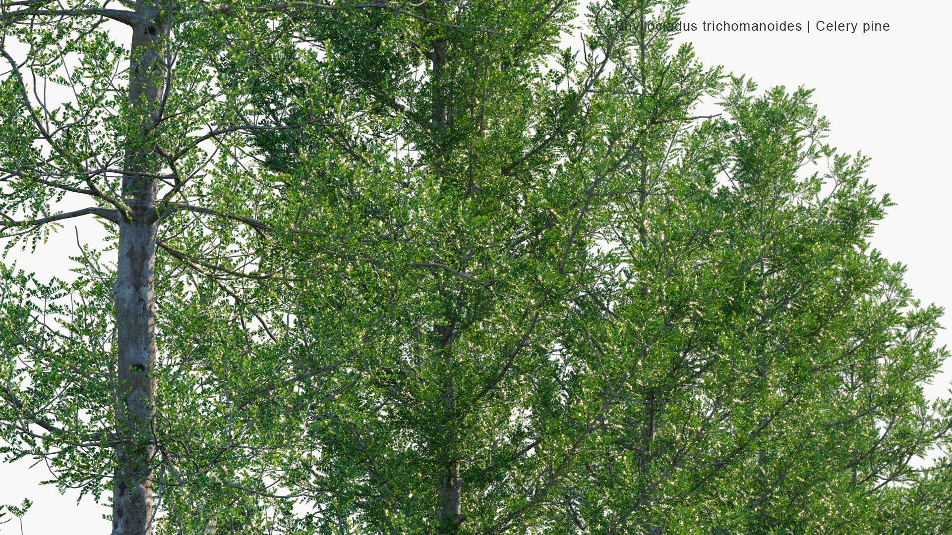 Phyllocladus Trichomanoides - Tānekaha, Celery Pine (3D Model)