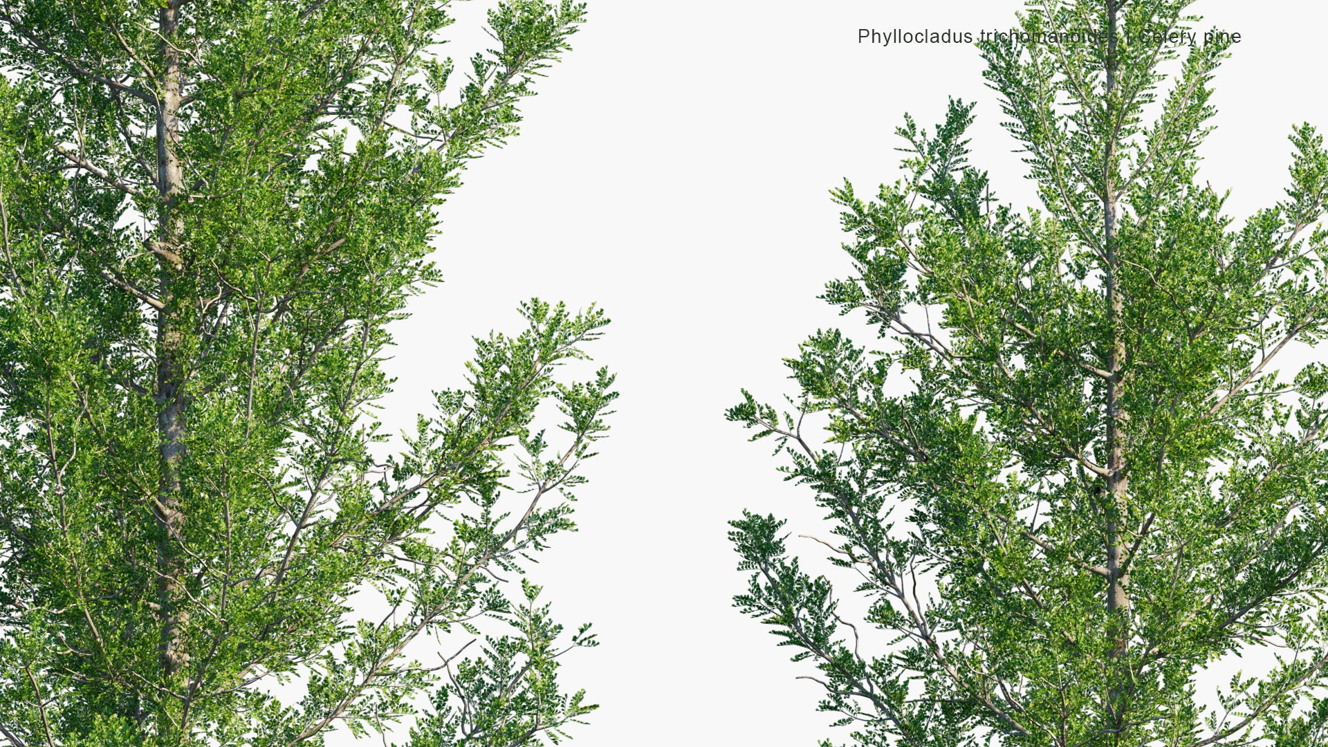 Phyllocladus Trichomanoides - Tānekaha, Celery Pine (3D Model)