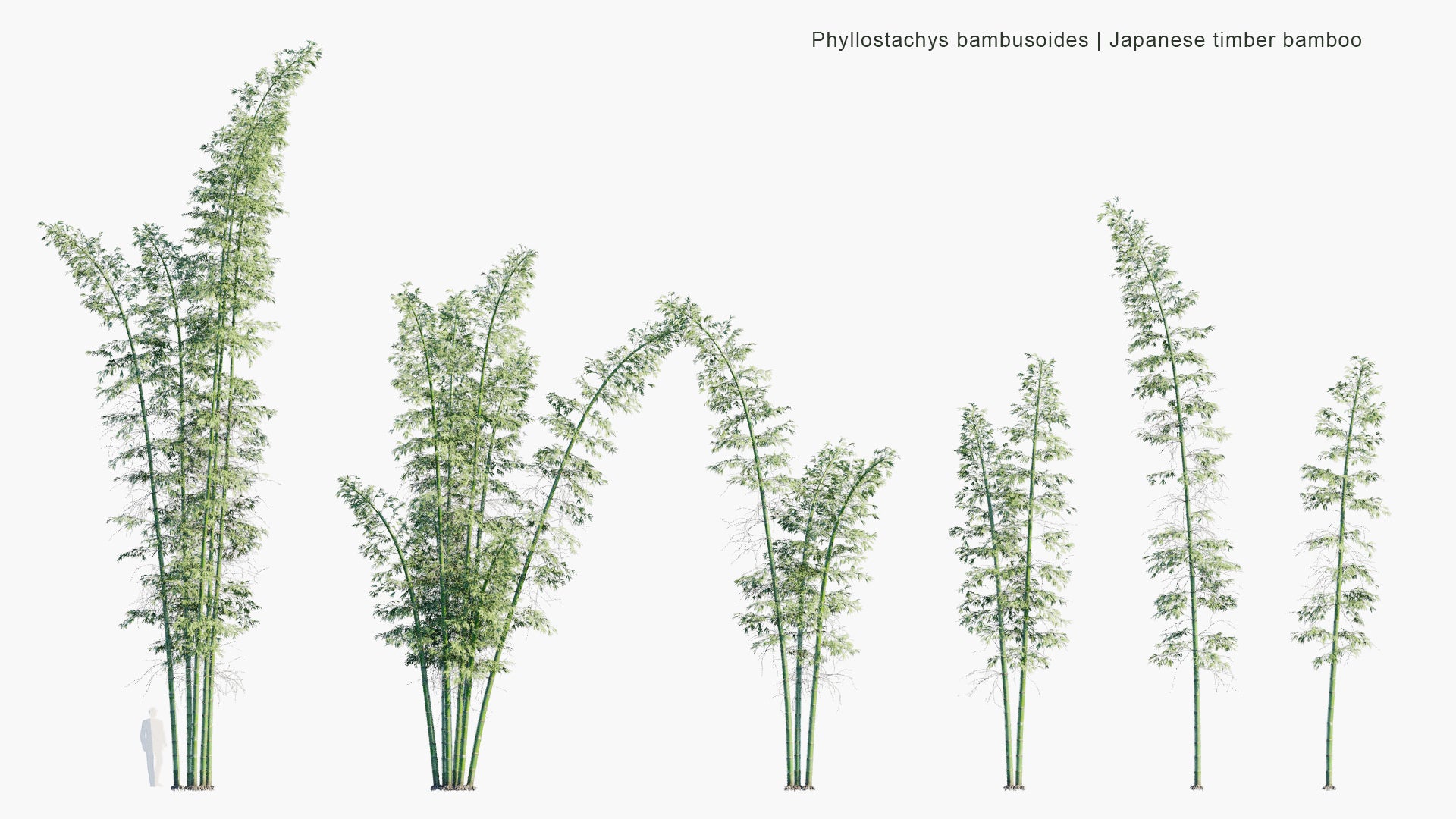 Phyllostachys Bambusoides 3D Model