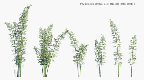 Phyllostachys Bambusoides